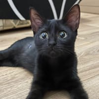 EBENE [CHATON], chatte à adopter