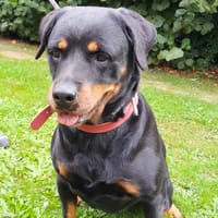 RITA, chienne à adopter