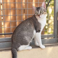 Liberty, chatte à adopter