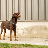BILL (pas sté), chien à adopter