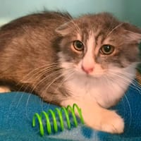 Etoile, chat à adopter