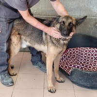 SKY, chien à adopter