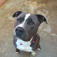 RAMSES, chien à adopter