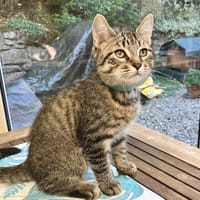 BLOOM PAB29240, chat à adopter