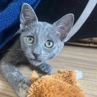 OPIUM [CHATON], chatte à adopter