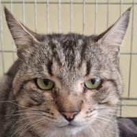 ALFONS, chat à adopter
