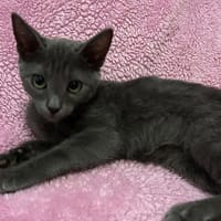 GRISOU [CHATON], chat à adopter