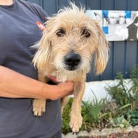 briska, chienne à adopter