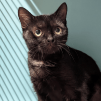 NAHUMI (réservée) A17503, chatte à adopter