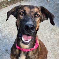 ARKAN QCN, chien à adopter
