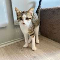 MAIKI chez Alexandra, chatte à adopter