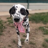 PONGO, chien à adopter