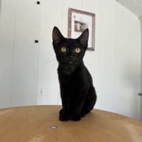 Cléo, chatte à adopter