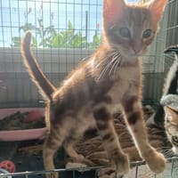 RENAULT QCT (J'ai trouvé ma famille), chat à adopter