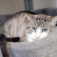 COGNAC, chat à adopter
