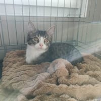 TOYOTA QCT (a trouvé sa famille), chatte à adopter