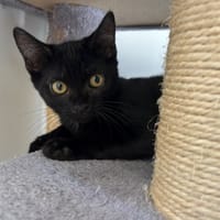 Rio, chat à adopter