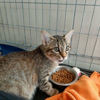 MAZDA QCT ( a trouvé sa famille), chatte à adopter