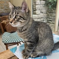 PAB29241 INOOK, chat à adopter