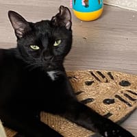 ELI chez Alexandra, chatte à adopter
