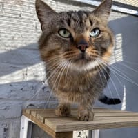 CALIMERO, chat à adopter