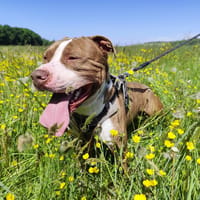 LAYONE VAA, chien à adopter