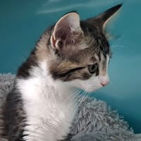 RACLETTE QCT, chat à adopter