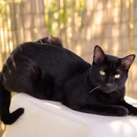 Serge, chat à adopter