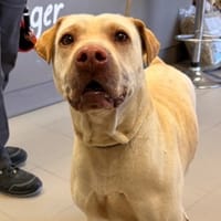 NALA, chienne à adopter