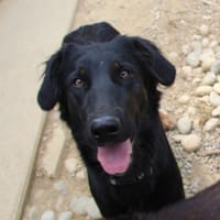 ALMA, chienne à adopter