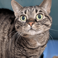 PRINCESSE (réservée) A17480, chatte à adopter