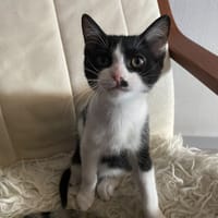 Cloche chez Alexandra, chatte à adopter