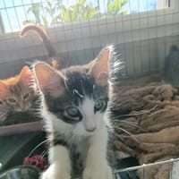 VOLVO QCT (a trouvé sa famille), chat à adopter