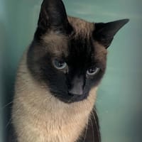 ISTROS QCT (J'ai trouvé ma famille), chat à adopter