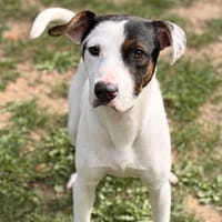 Wally CAA16042, chien à adopter