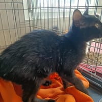 HONDA QCT, chatte à adopter