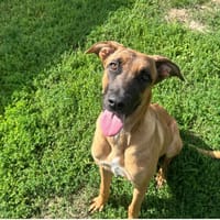 INES, chienne à adopter
