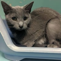 IGIE QCT, chatte à adopter