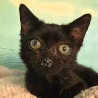 CREVETTE, chatte à adopter