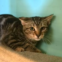 STELLA, chatte à adopter
