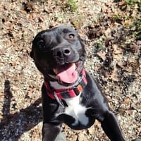 APOLLO (réservé), chien à adopter