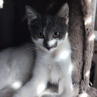 PIXEL chez Alysone, chat à adopter