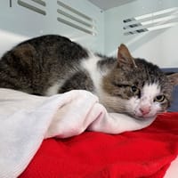 patchouli, chat à adopter