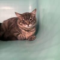 Pipo, chat à adopter