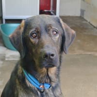 Dark, chien à adopter