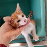 JEEP QCT (J'ai trouvé ma famille), chat à adopter