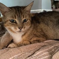 zora, chatte à adopter