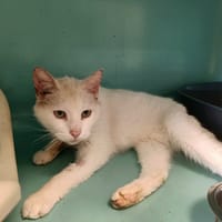 aviator qct, chatte à adopter