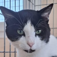 BIBIZ, chat à adopter