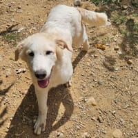SNOW (en cours d'adoption), chien à adopter